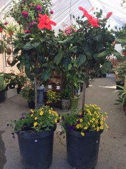 Outdoor plants