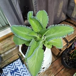 Mother Of Thousands Plants  With Bunch Of Babys Around The Leafs 