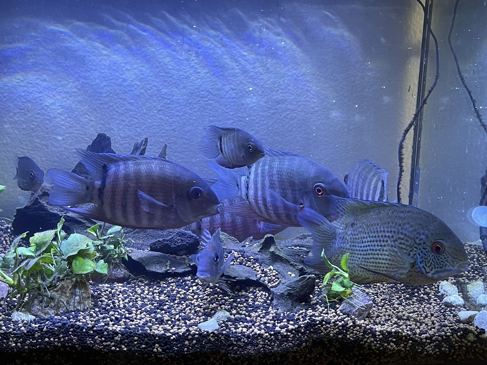 Fluval Fish Tank 