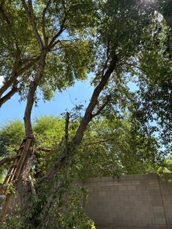 Tree trim