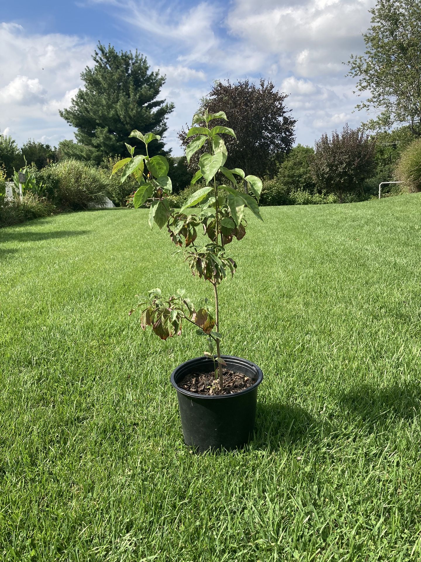White Dogwood Tree
