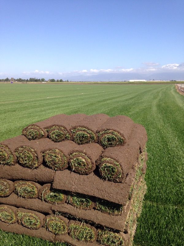 Sod Lawn Grass Zacate Pasto Sácate $4.05 per roll