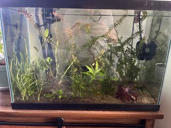 Aquarium Plants and other stuff