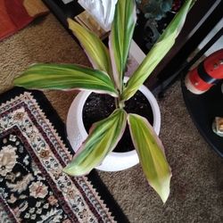 Plant 