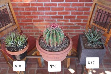 Cactus and succulents in attractive planters