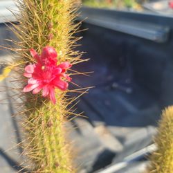 Cactus