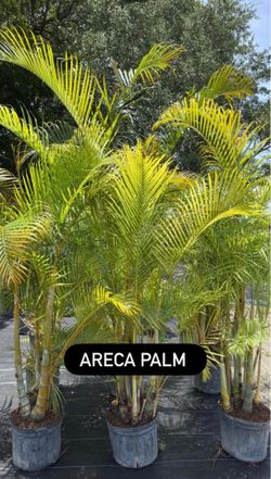 🌴 Areca Palm