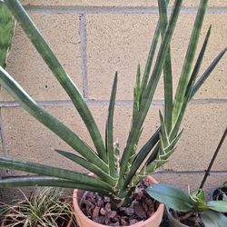 Sansevieria Plant, One Gallon Clay Pot, Large Plants 