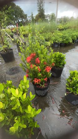 Ixora ‘Nora Grant’ – 3 Gallon | $12