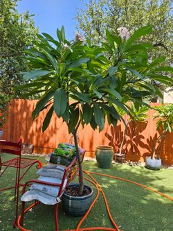 8 1/2 Foot Tall Full Size Pink and White Flowering Plumeria Tree