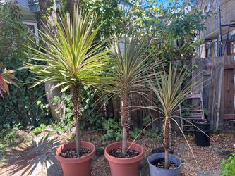 3 Cordyline Torbay Plants