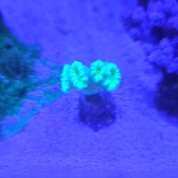 Cany Cane Coral Decoration