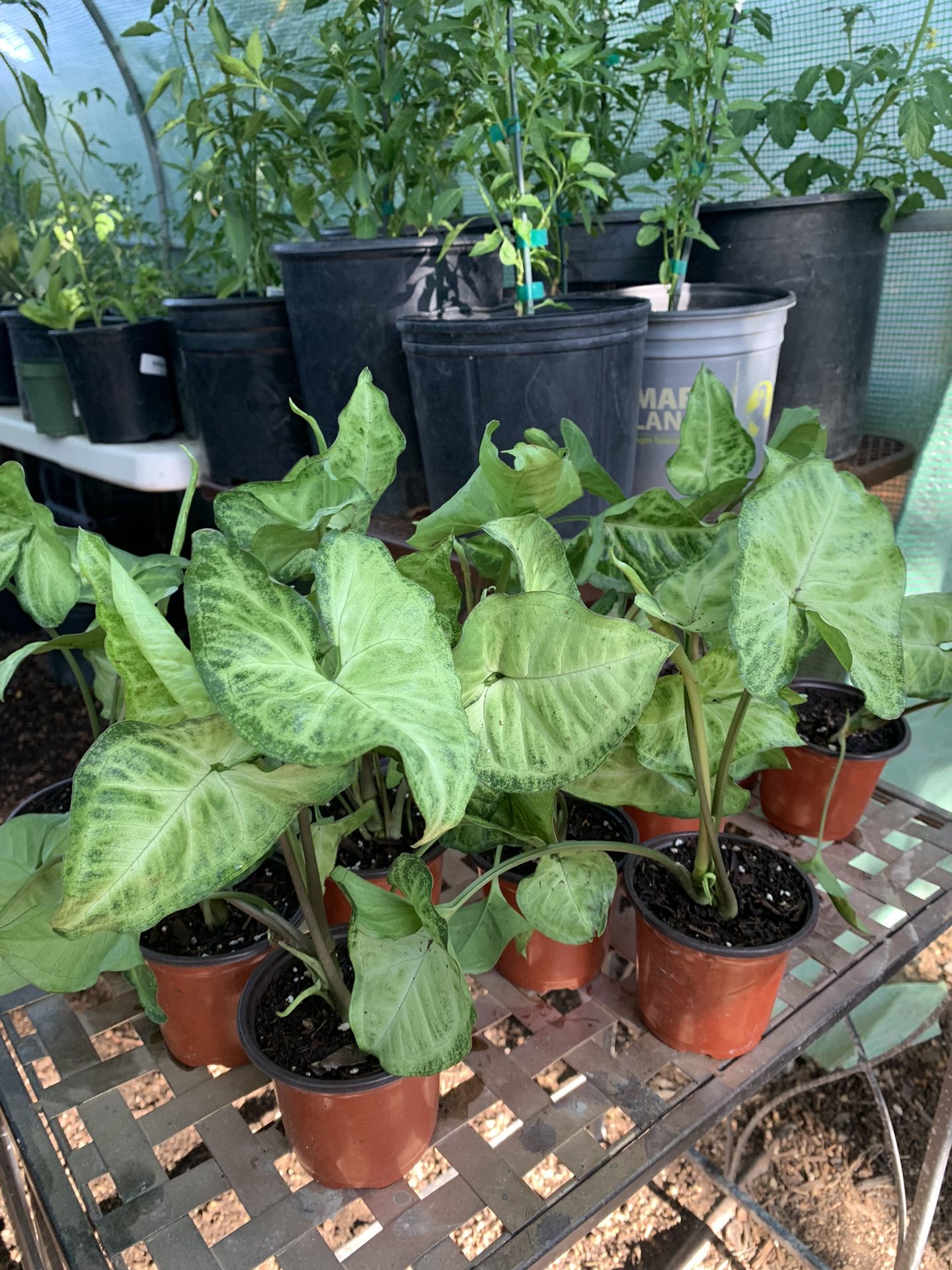 White Butterfly Arrowhead Vine Live Plant Indoor Houseplant - 5 each