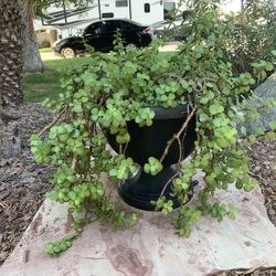 Elephant’s food plant in large pot