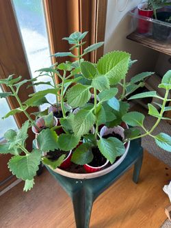 Ajwain plant (organo plant), plant