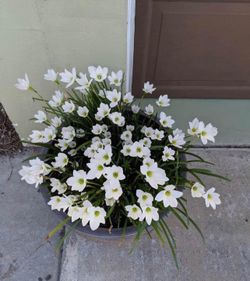 Rain Lily Bulbs, Zephyranthes over 20+ Live Bulbs