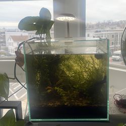 Red shrimp and red cherry shrimp colony nano