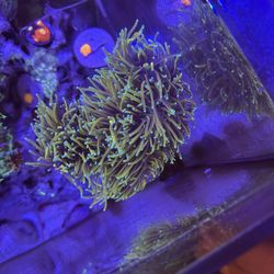 Fake Torch Coral 