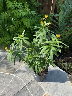 FREE yellow tropical milkweed