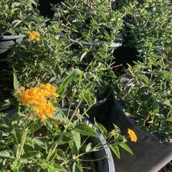 Lantana Yellow-Amarilla 