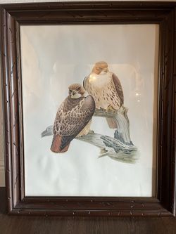 Bald Eagle Water Color