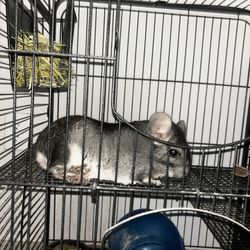Chinchilla Cage