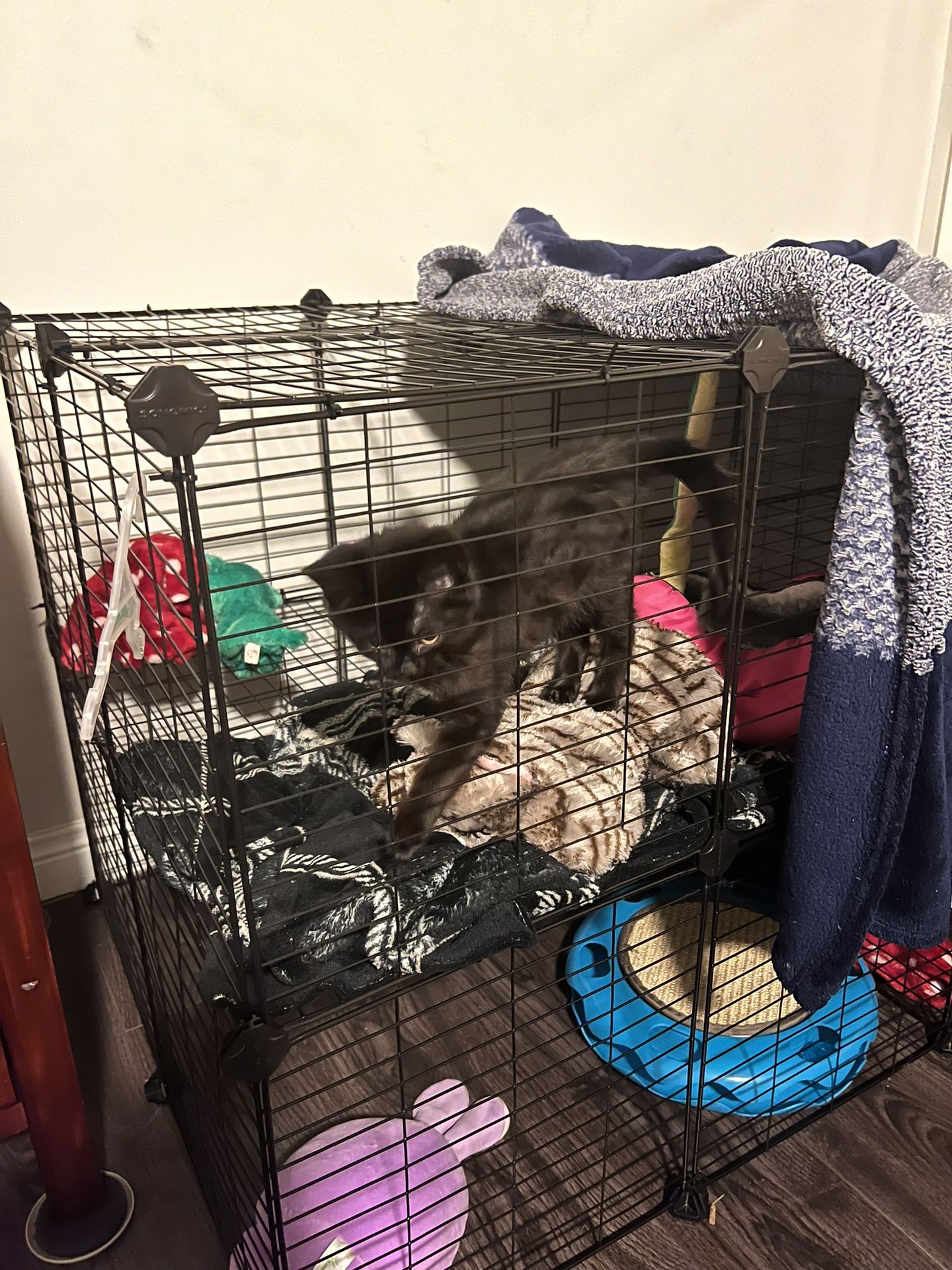 Customizable Black Cage Kitten Not Included