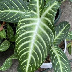 Caladium Lindenii Magnificum