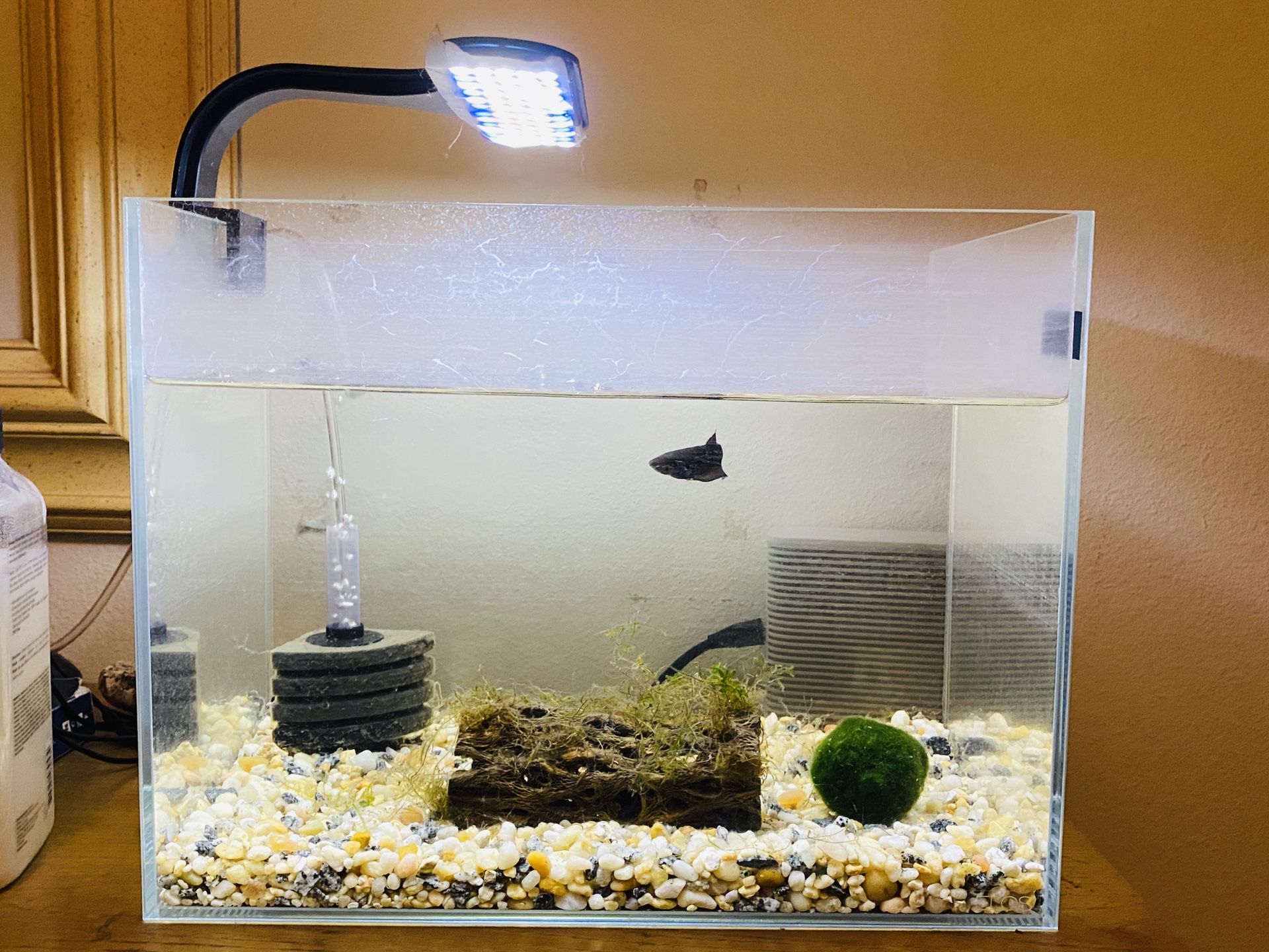 European 10 gallon aquarium