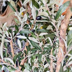 Artificial Olive Three
