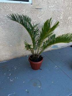 Small sago palm trees