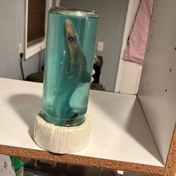 Baby shark in jar