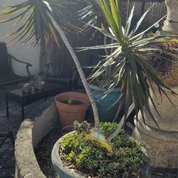 **ENTIRE PLANT** (NO POT-Must Be Dug Out) Succulents/Dragon Tree Dracaena