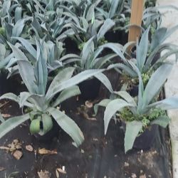 Agave Azul 3gallon 