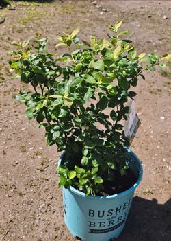 Blueberry bush (Peach Sorbet)