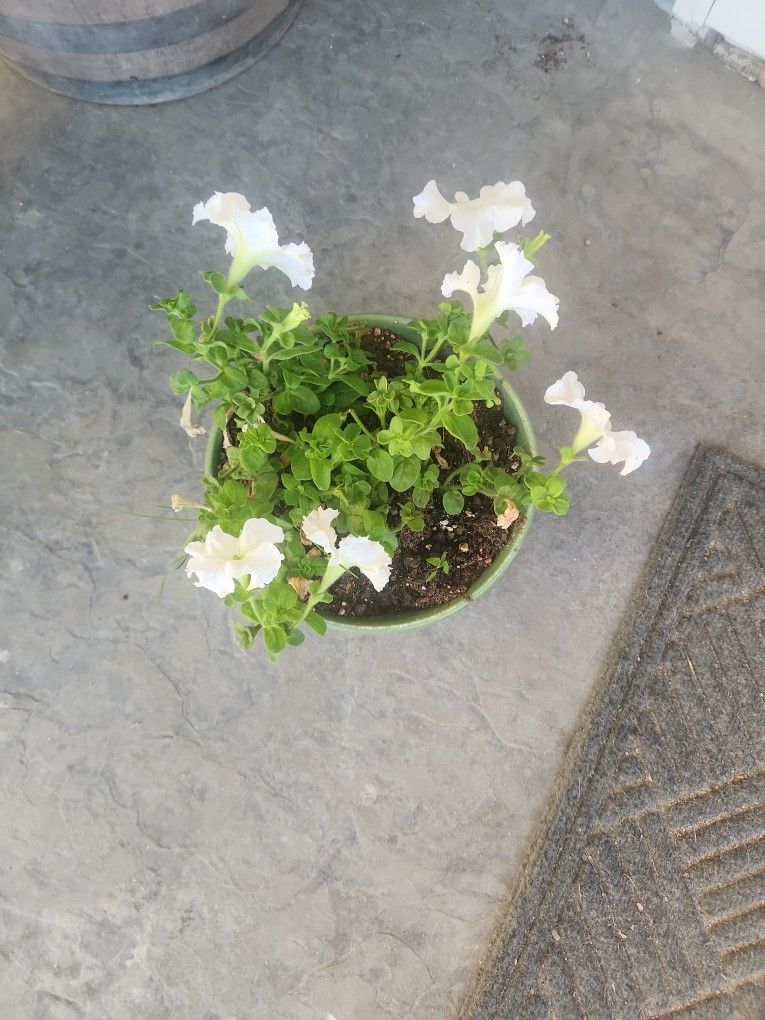 White Flower