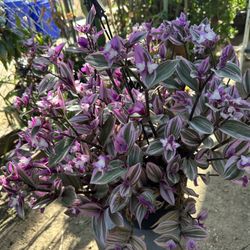 Tradescantia