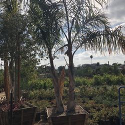 Queen Palm Tree 36” Box