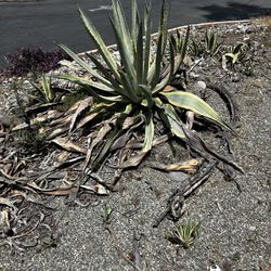 Free Agave Plants
