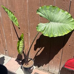 Dark Stem Alocasia Plant 