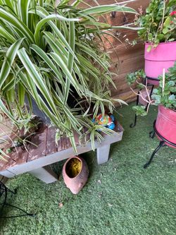 Plants, Plants and More Plants