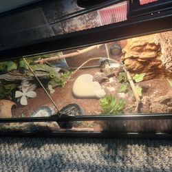 20-Gallon Glass Terrarium + Leopard Gecko + a Huge Haul Of Everything You Need For Your Lizzard!