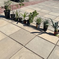 Plants Different Sizes Starting At 10-25$each