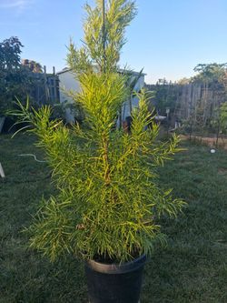 Fern Pine Podocsrpus