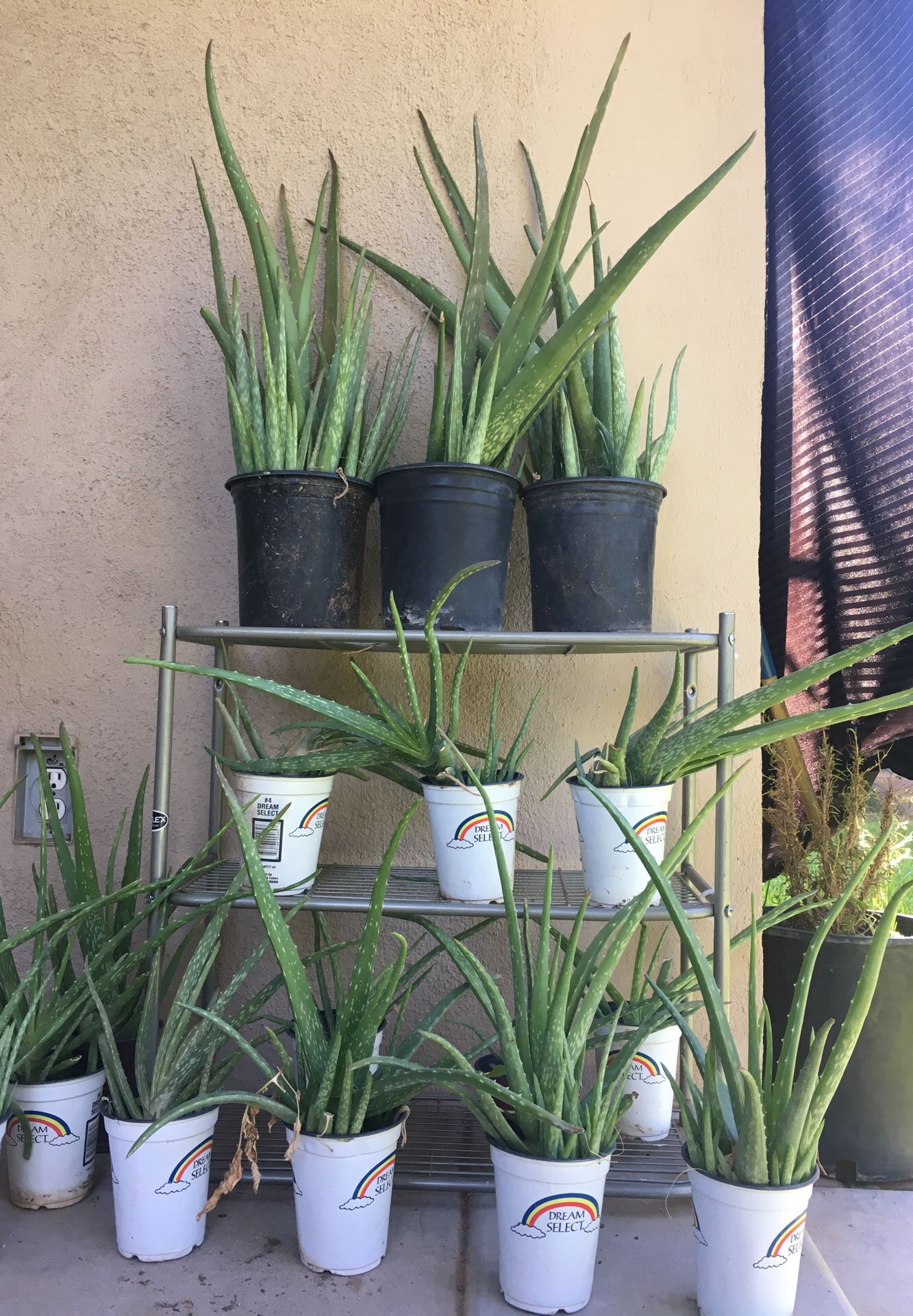 Aloe Vera Succulent Plants