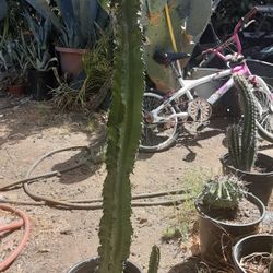 Euphoria Cactus Succulent Plant