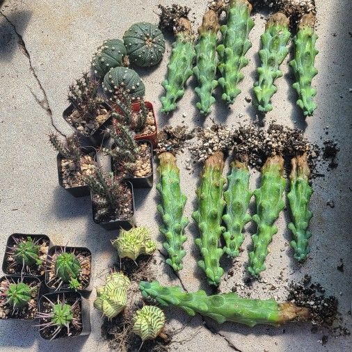 Moving Sale Want To Sell My Plants