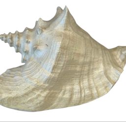 Large Conch Shell Cream Ivory Pearl Decorative Coastal Beach Nautical
