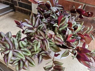 Really Huge Tradescantia Zebrina In Self Watering 8" White Pot With Optional Free Plants 