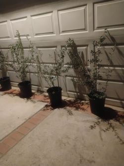 Arbaquina Olive 🫒 Trees